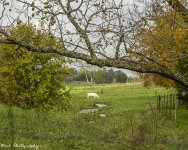 R81_8225-Cow in Creek.jpg