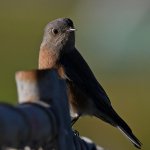 Bluebird3.jpg