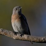Bluebird8.jpg
