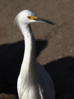 Egret5.jpg