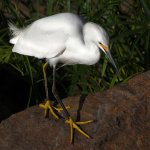 Egret9.jpg