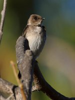 Swallow3.jpg