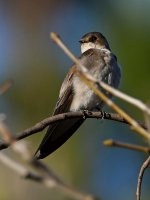 Swallow2.jpg