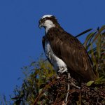 Osprey7.jpg