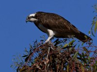 Osprey9.jpg