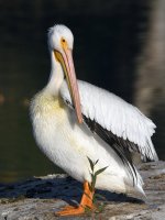 Pelican3.jpg
