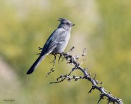 Phainopepla-31.jpg