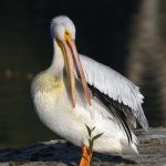 Pelican4.jpg