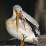 Pelican5.jpg