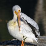 Pelican6.jpg