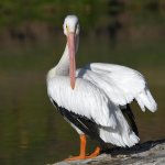 Pelican12.jpg