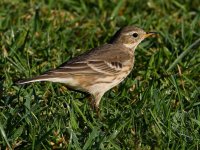 Pipit2.jpg