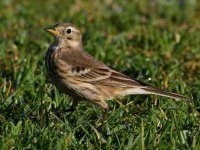 Pipit3.jpg