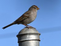 Sparrow2.jpg