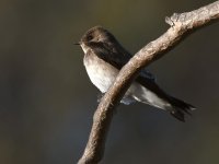 Swallow.jpg