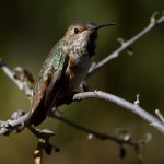 Hummer3.jpg