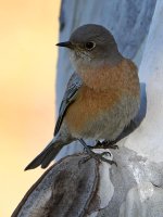 Bluebird4.jpg