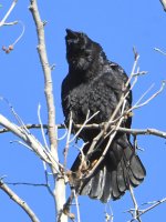 Crow2.jpg