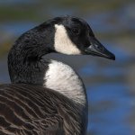 Goose.jpg