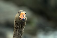 Gray goose 2.jpg