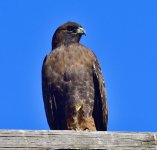 _ROY2287_01.jpg