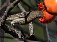 Finch4.jpg