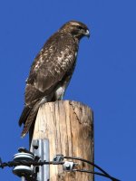 Hawk2.jpg