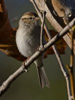 Sparrow3.jpg