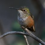 Hummer7.jpg