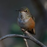 Hummer5.jpg