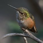 Hummer10.jpg