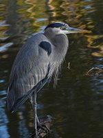 BlueHeron.jpg