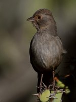 Towhee3.jpg