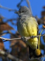 Kingbird5.jpg