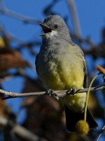 Kingbird6.jpg