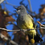 Kingbird7.jpg