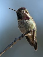 Hummer3.jpg