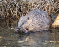 BeaverChewing-34.jpg