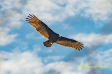 _8504273-Enhanced.jpg