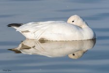 SnowGoose-35.jpg