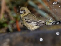 Golfinch.jpg