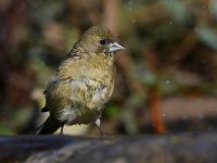 Golfinch3.jpg