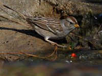 Sparrow3.jpg