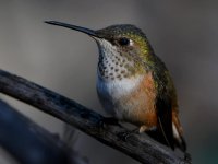 Hummer7.jpg
