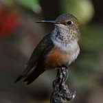 Hummer15.jpg