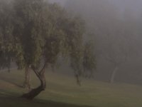 Fog.jpg