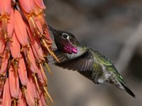 Hummer26.jpg
