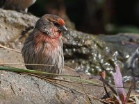 Finch2.jpg