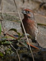 Finch5.jpg