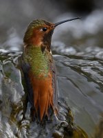 Hummer4.jpg